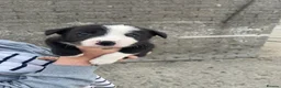 Border Collie dogs for sale: Collie pups - Advert 2