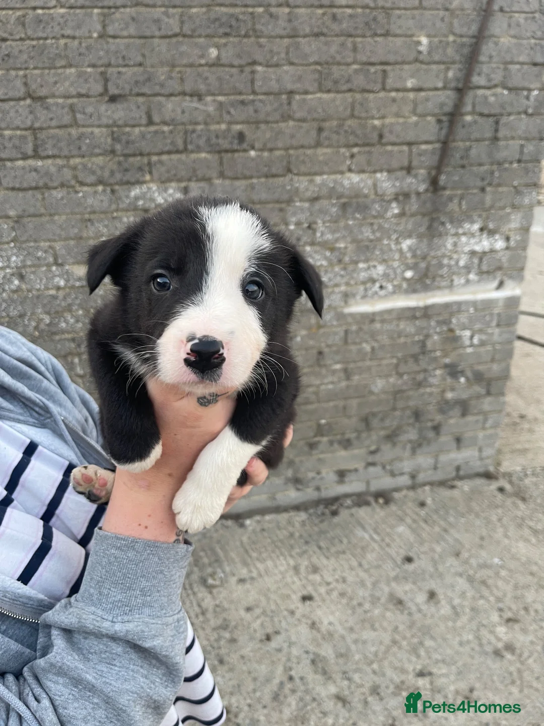 Border Collie dogs for sale: Collie pups - Advert 2