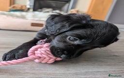 Mixed Breed dogs for sale: Ruby! - Advert 8