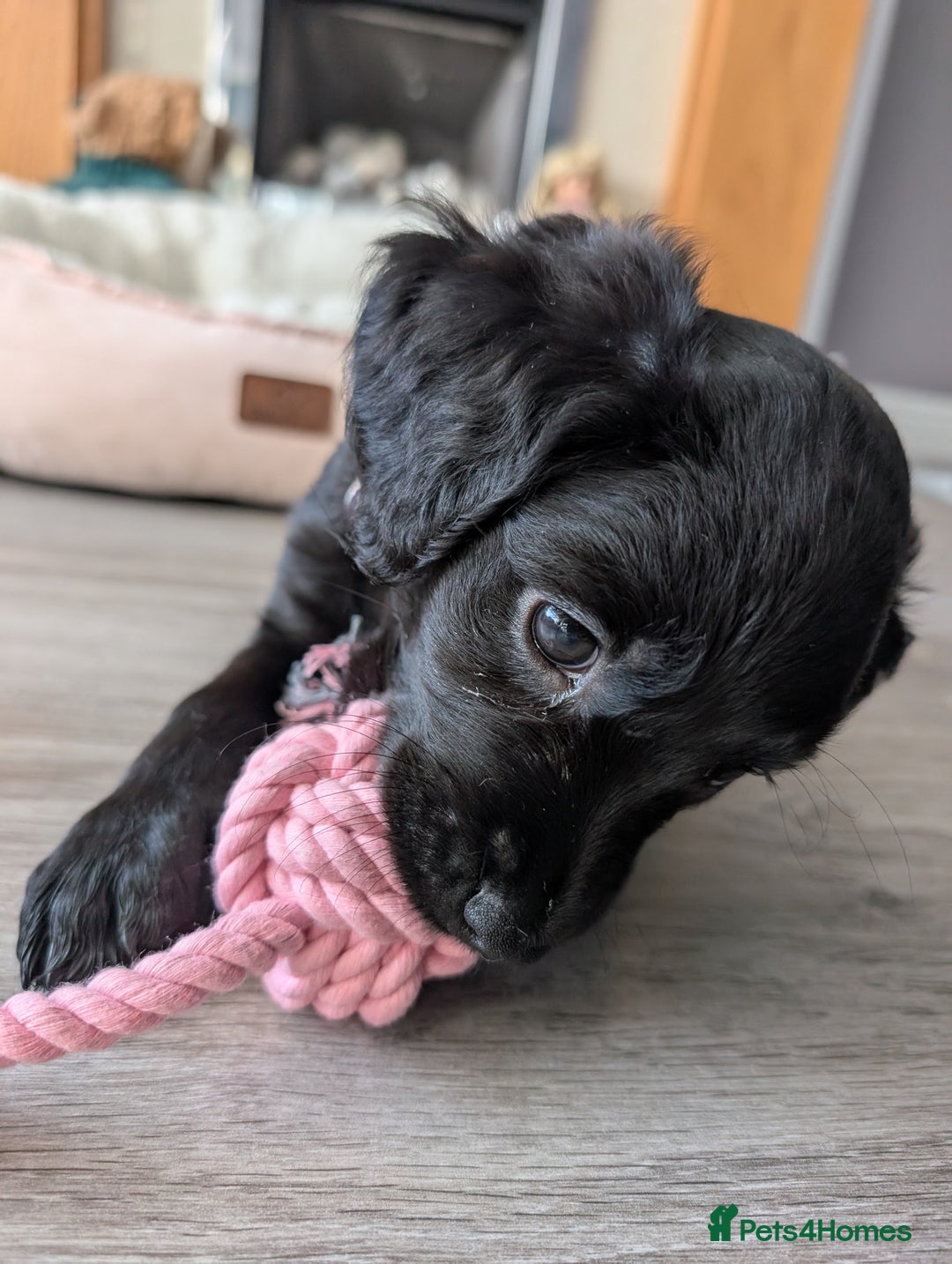 Mixed Breed dogs for sale: Ruby! - Advert 8