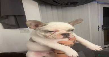 French Bulldog dogs - Advert 11