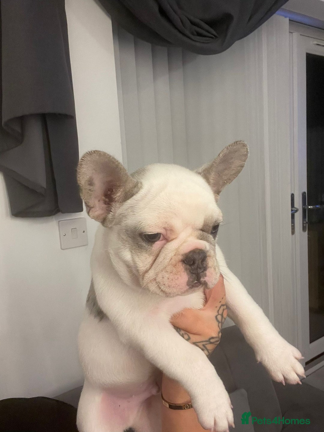 French Bulldog dogs for sale: Beautiful French bull dog boy  - Image 2