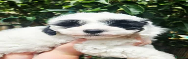 Shihpoo 3