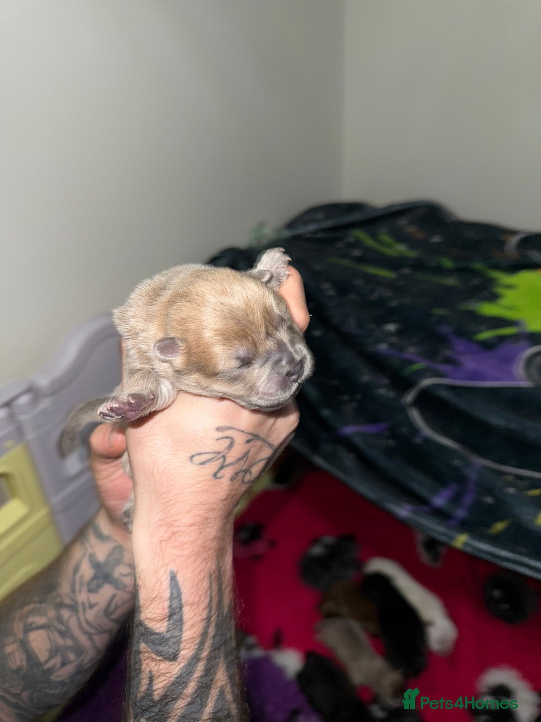 Chow Chow dogs for sale: 🍬Beautiful chow litter kc registered 🍬 - Advert 17
