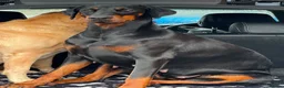 Dobermann dogs for sale: ABSOLUTELY STUNNING DOBERMAN PUPPIES FOR SALE in Boston - Advert 20