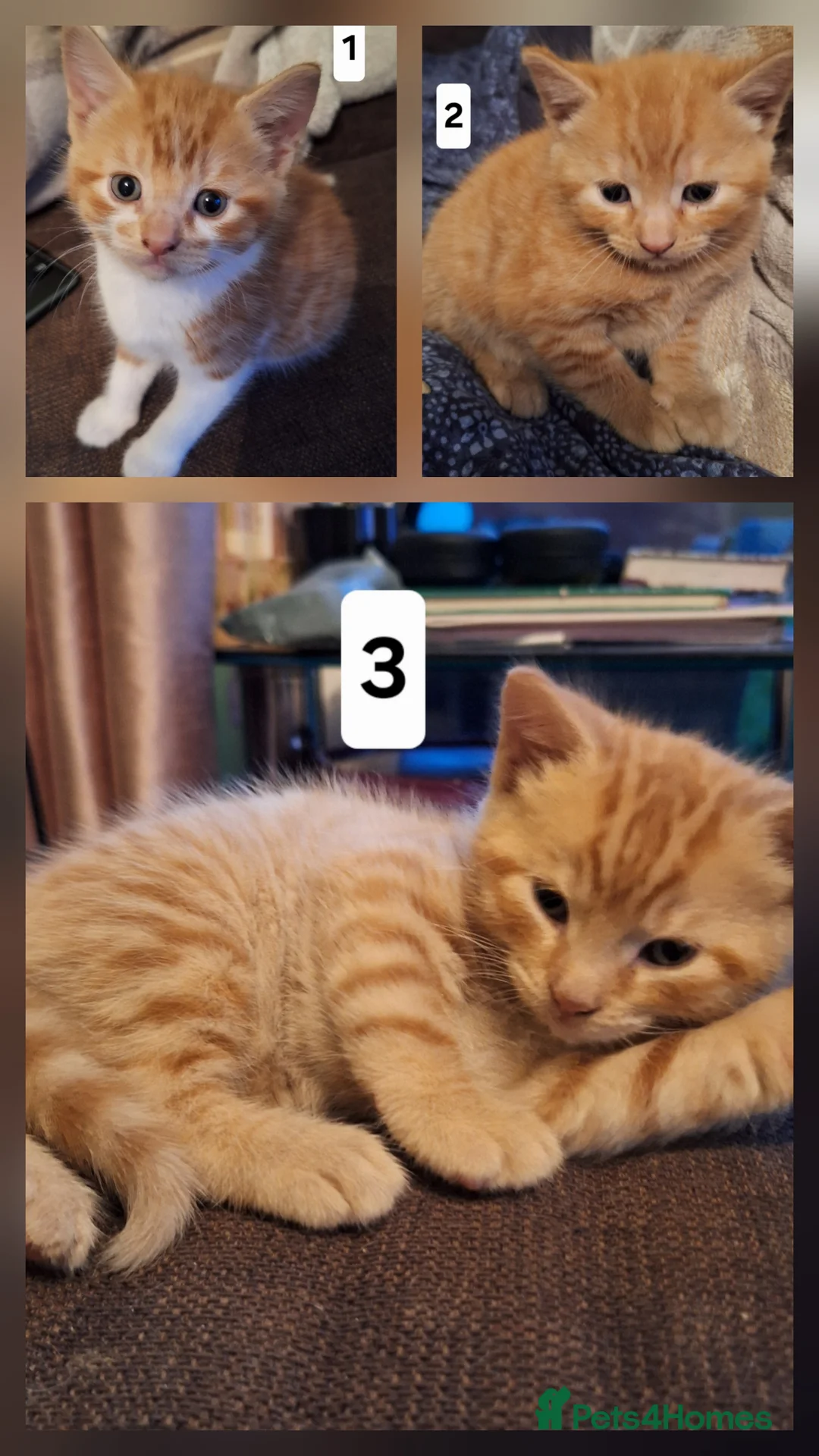 Mixed Breed cats for sale: Very nice 3 males kittens - Advert 1