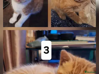 Mixed Breed cats Very nice 3 males kittens - Advert 1