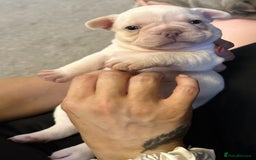 French Bulldog dogs for sale: KC registered French Bulldog puppies 4 WEEKs! - Image 10