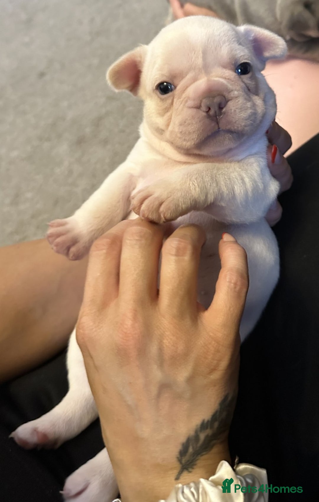 French Bulldog dogs for sale: KC registered French Bulldog puppies 4 WEEKs! - Image 10