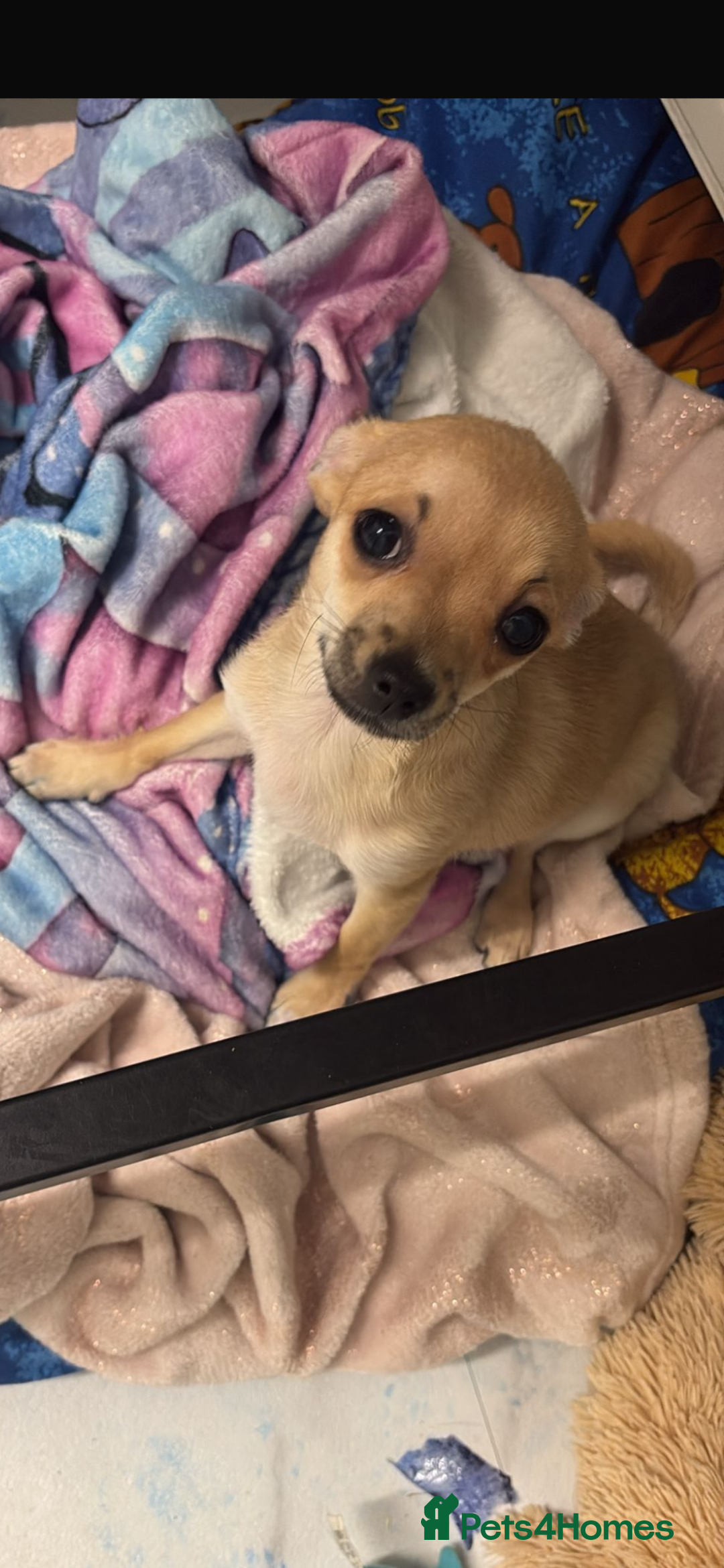 Chihuahua dogs for sale: Female chihuahua  - Advert 2