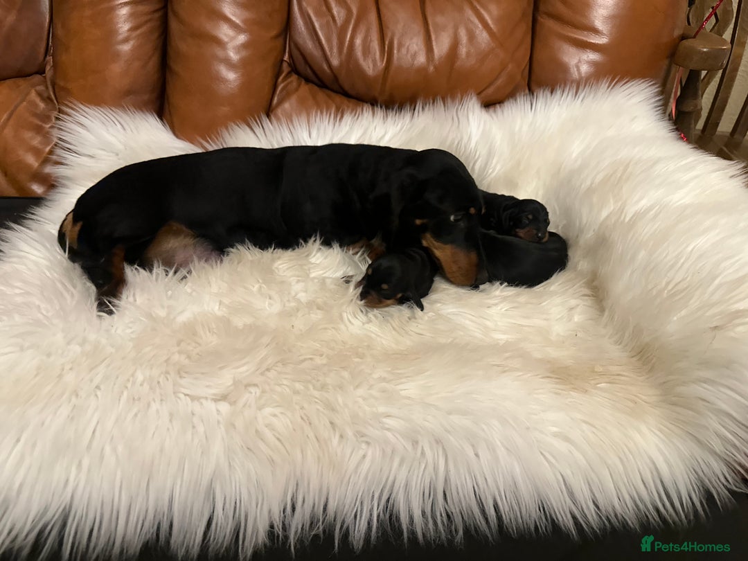 Miniature Dachshund dogs for sale: Show Quality IVDD screened KC Reg Mini Smooths  - Advert 4