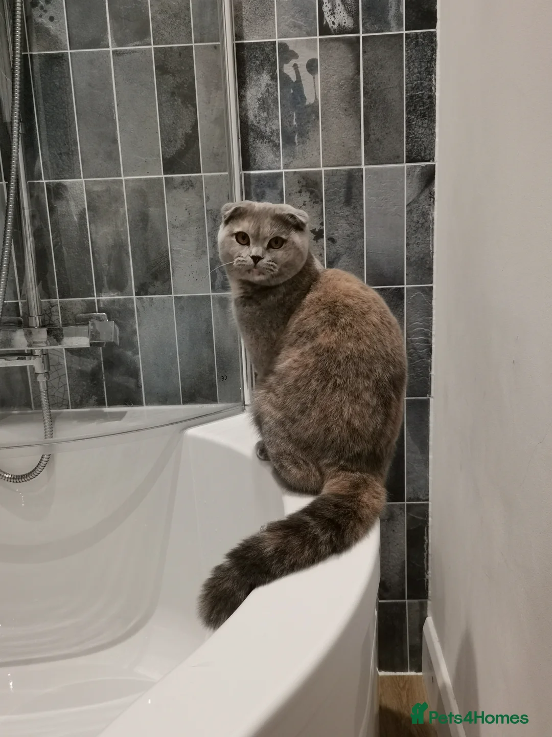 Scottish Fold cats for sale: Gorgeous pure breed kittens  - Advert 2