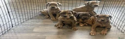 Cane Corso dogs for sale: Cane corso pups ready now  in Dereham - Advert 12