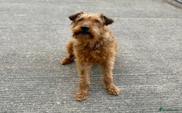 Irish Terrier dogs for sale: Male Irish Terrier Puppies - Image 5
