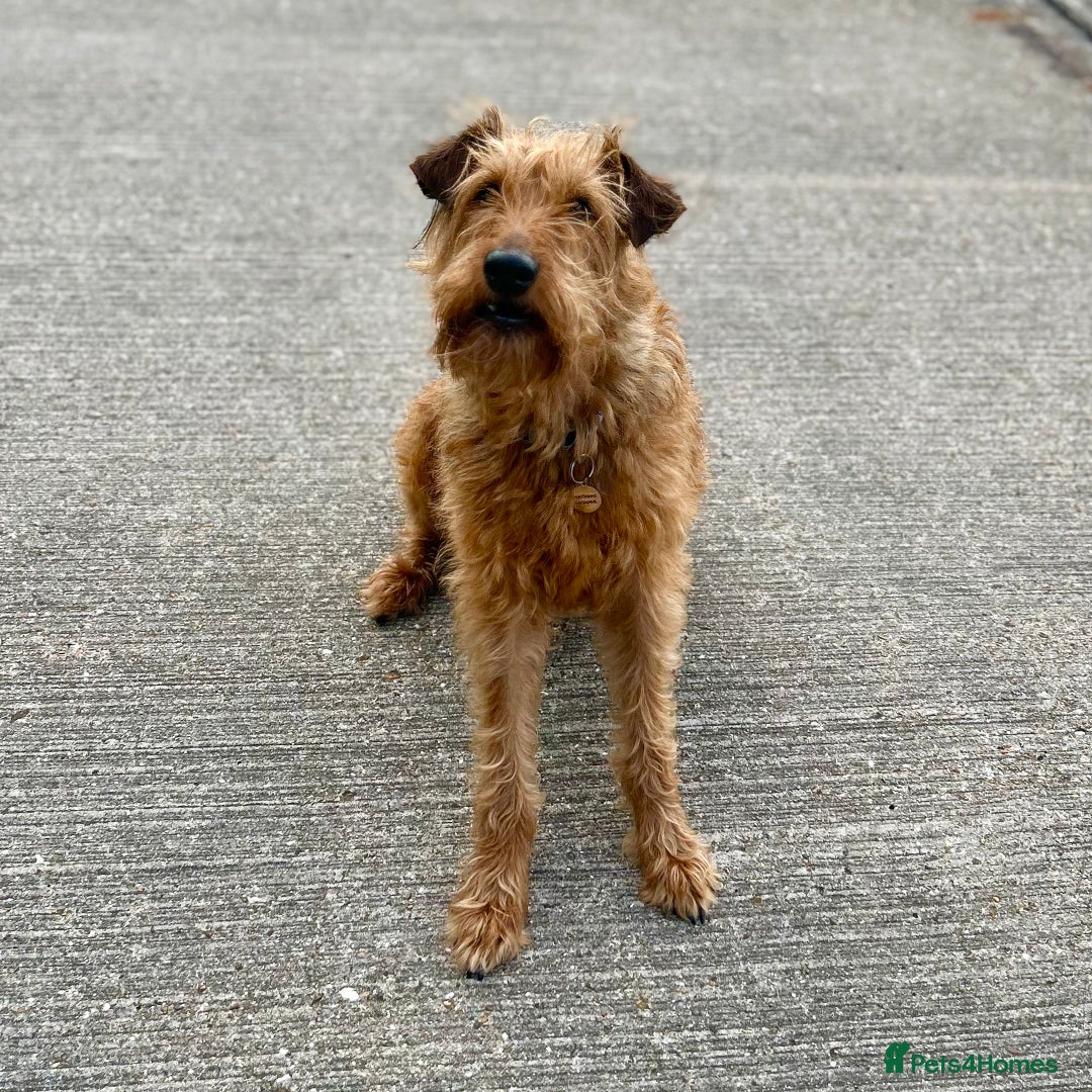 Irish Terrier dogs for sale: Male Irish Terrier Puppies - Image 5