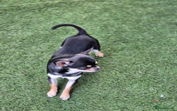 Chihuahua dogs for sale: Male Chihuahua  - Image 2