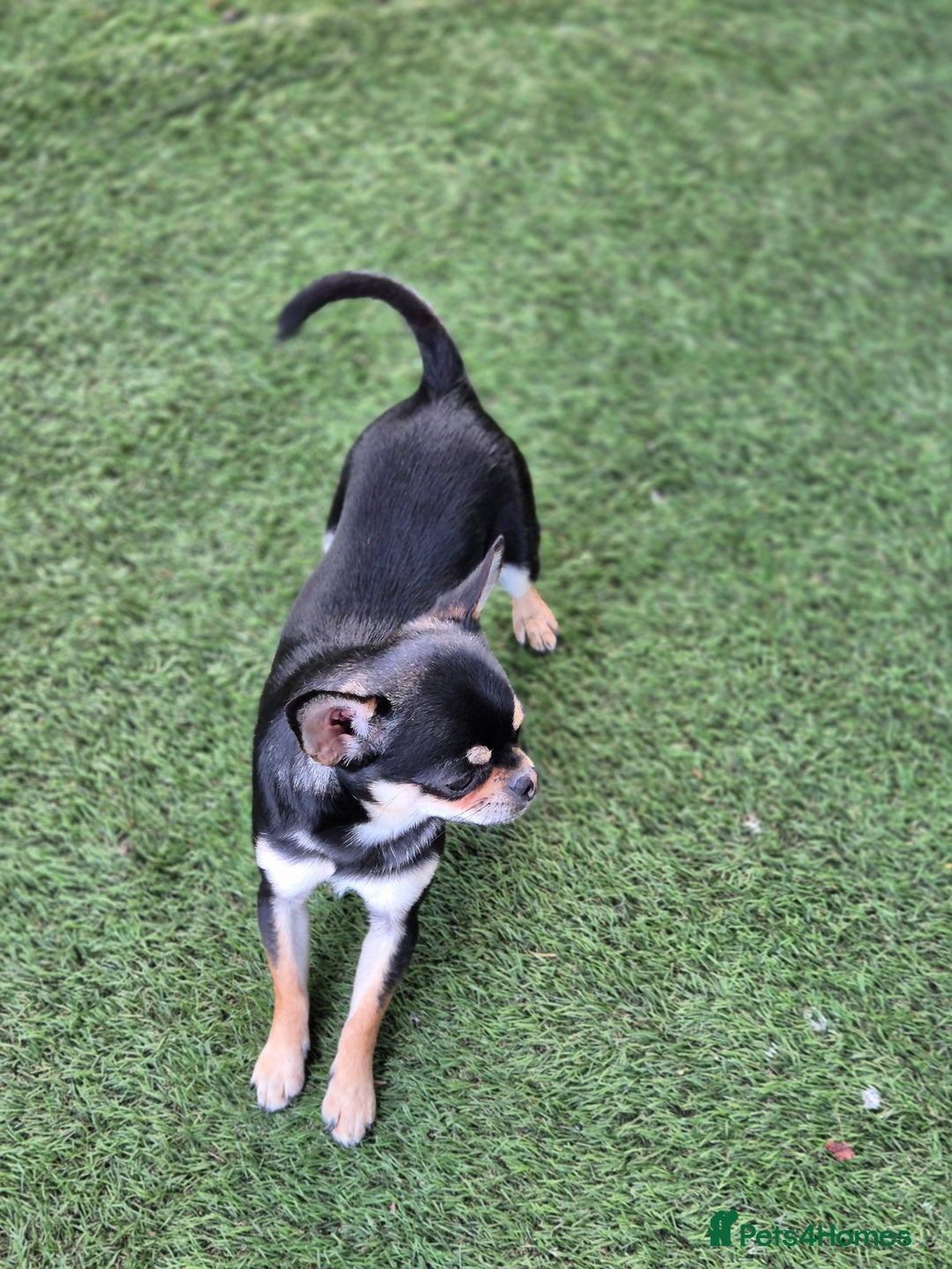 Chihuahua dogs for sale: Male Chihuahua  - Image 2