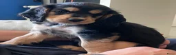 Cocker Spaniel dogs for sale: Cocker spaniel puppies  - Advert 8