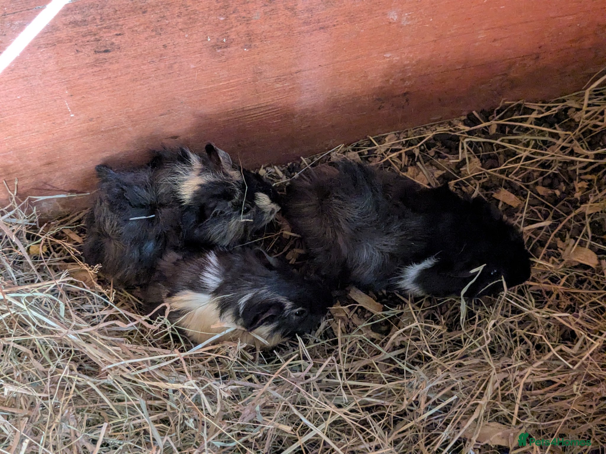 Guinea Pig rodents Male baby piggies - Advert 13