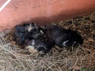 Guinea Pig rodents Male baby piggies - Advert 11