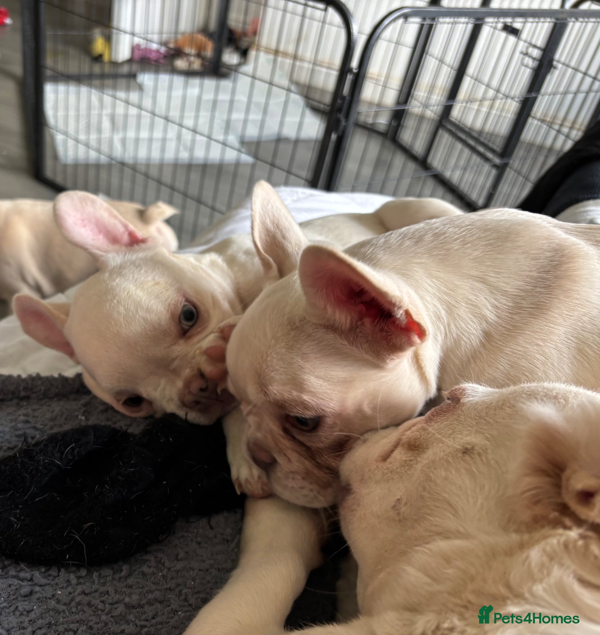 French Bulldog dogs Beautiful Frenchie Females - Advert 5