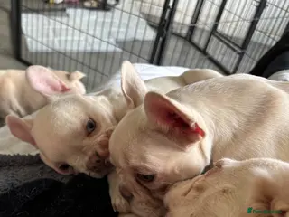 French Bulldog dogs Beautiful Frenchie Females - Advert 5