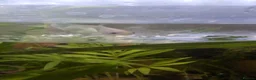 Bettas fish for sale: Female Dumbo fin Betta (White) in Pontefract - Advert 4