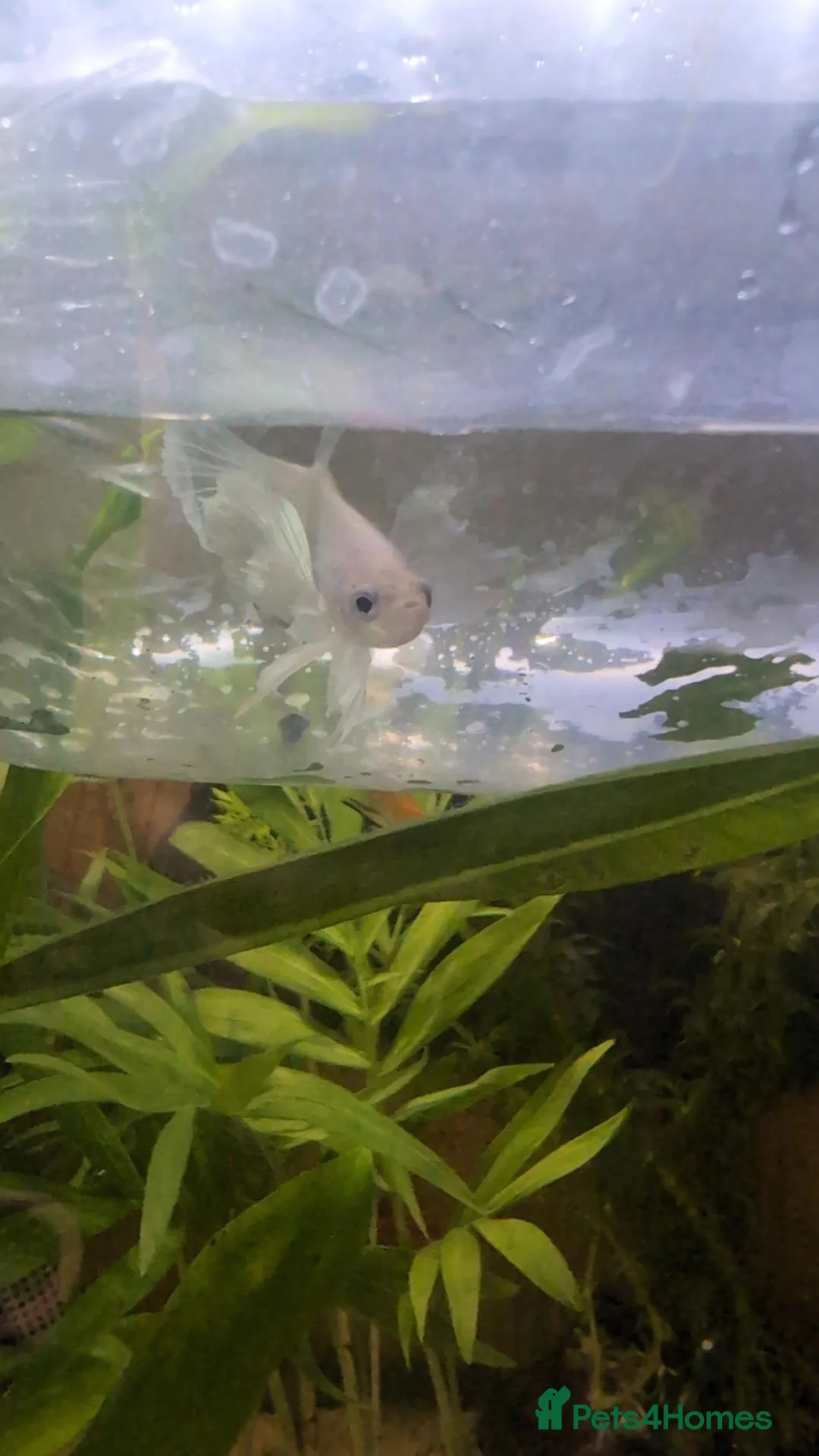 Bettas fish for sale: Female Dumbo fin Betta (White) in Pontefract - Advert 4