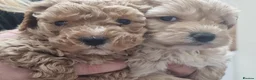 Maltipoo dogs for sale: Beautiful teddy bear maltipoos in Southampton - Advert 6