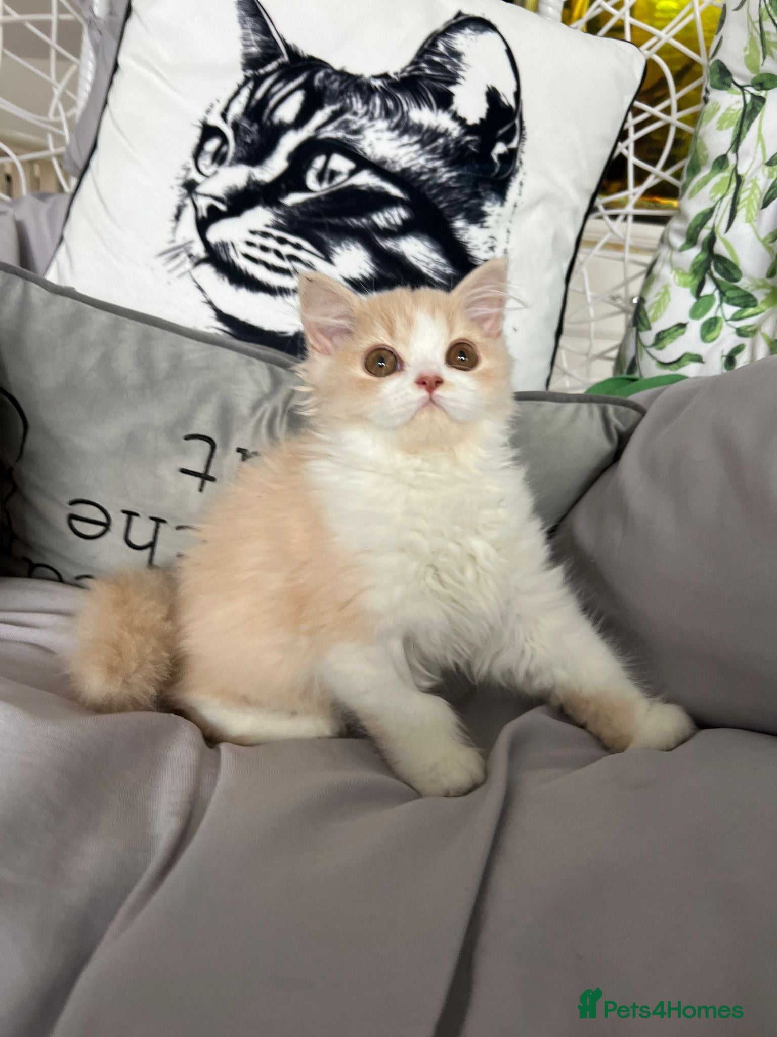 British Longhair cats Stunning baby doll BLH bicolour boy, ready now  - Advert 2