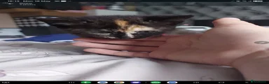 Mixed Breed Kitten 1