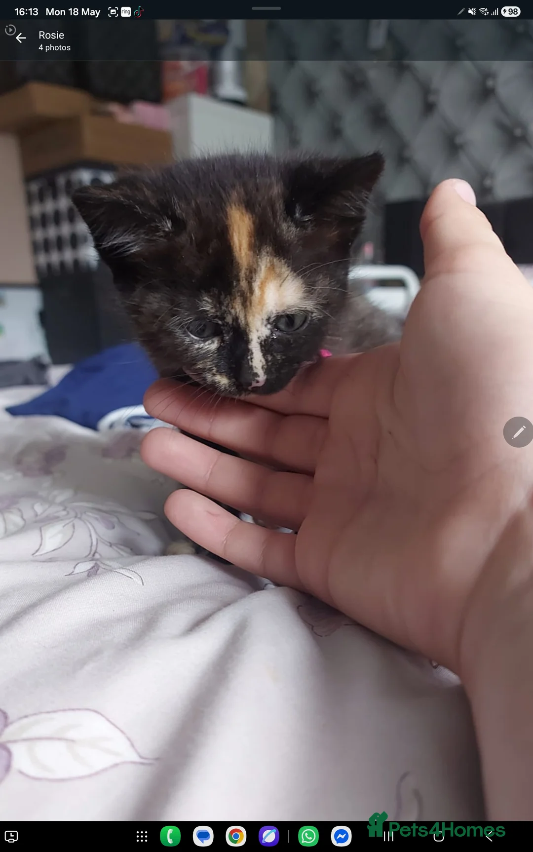 Mixed Breed cats for sale: Beautiful little girl - Advert 2