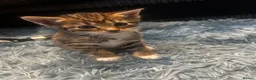 Domestic Shorthair cats for sale: Kittens for sale  - Advert 7