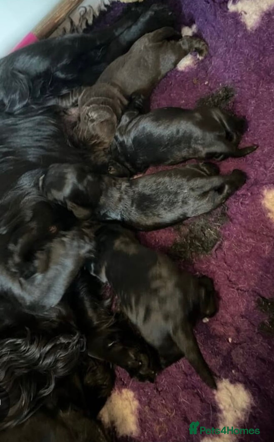 Pomeranian dogs for sale: Beautiful Cocker Spaniel male for sale  - Image 5