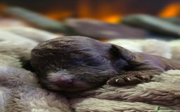 Cockapoo dogs for sale: ✨ Beautiful F2 Multi-Gen Cockapoo Puppies 4 Left - Image 12