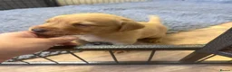 Labrador Retriever dogs for sale: KC Registered Labrador Retrievers - Advert 3