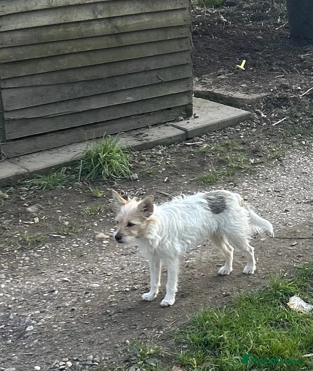 Mixed Breed dogs for sale: Yorkshire terrier cross Jack Russel puppies - Advert 6
