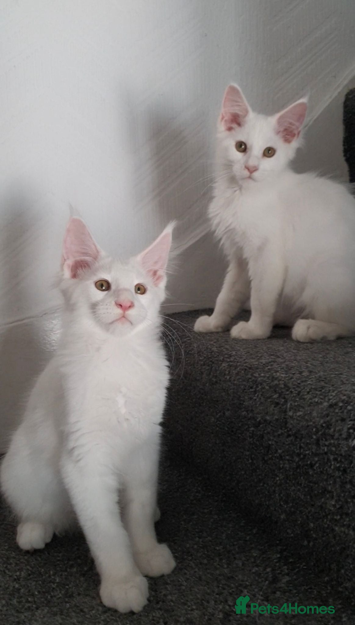 Maine Coon cats pure maine coon kittens - Advert 2