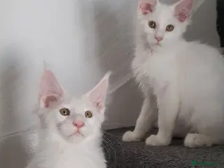 Maine Coon cats pure maine coon kittens - Advert 1