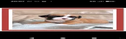 Boxer dogs for sale: Beautiful Boxer Babies.  - Advert 19