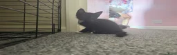 Mixed Breed cats for sale: Tuxedo kittens / Maincoon half x Bombay mix - Advert 4