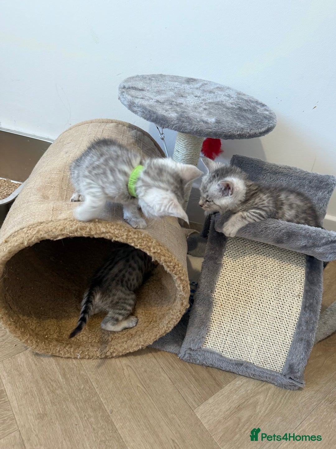 Mixed Breed cats for sale: Maine Coon x Savannah Kittens - Advert 21