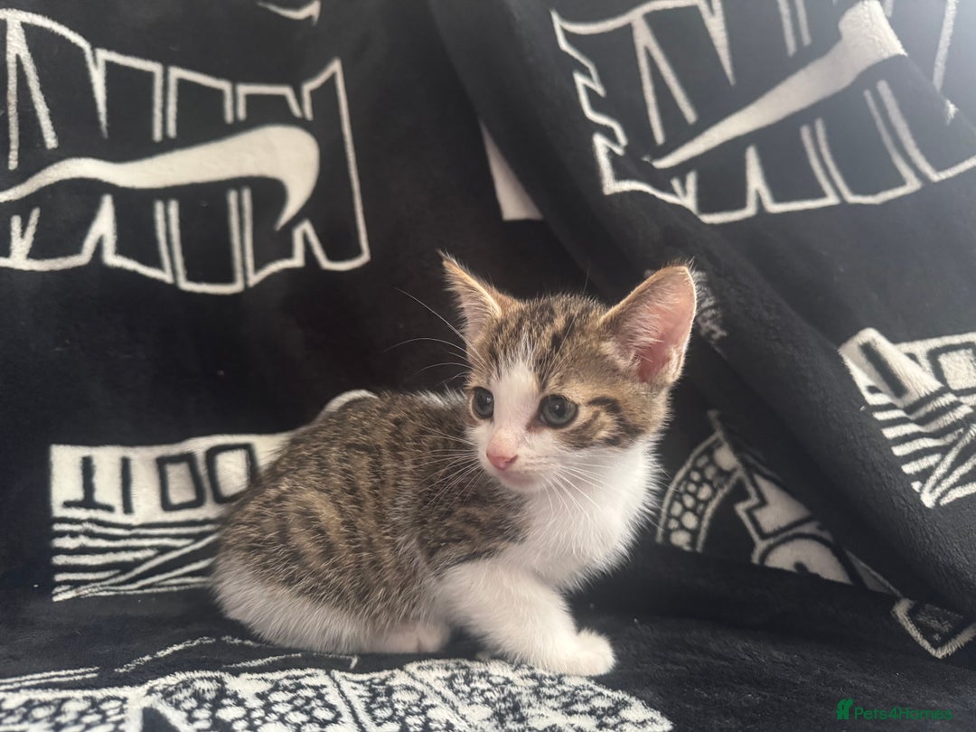 Mixed Breed cats for sale: Tabby/calico  - Image 9