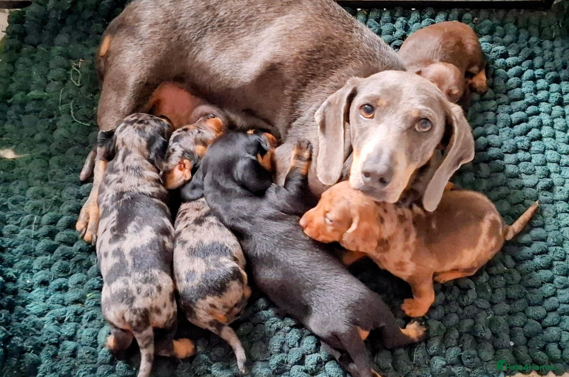 Miniature Dachshund dogs Beautiful Mini Wirehaired Dachshund Babies  - Advert 1