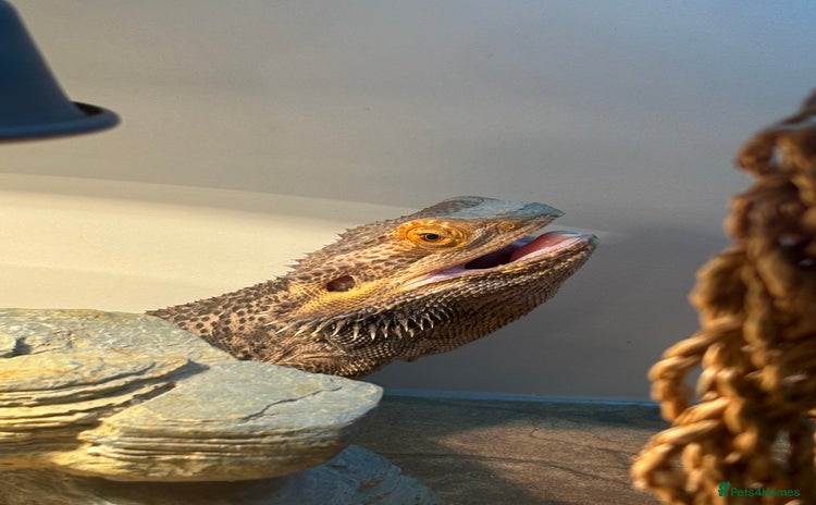 Bearded Dragon reptiles - Advert 2