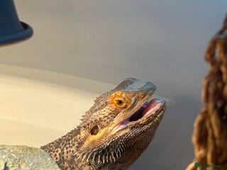 Bearded Dragon reptiles - Advert 1