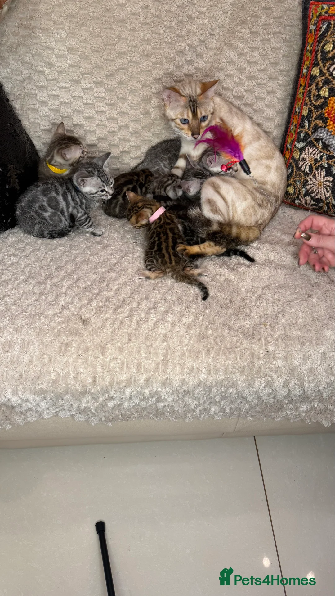 Bengal cats for sale: Pure Bengal kittens for sale just 2 boys left.  - Advert 11