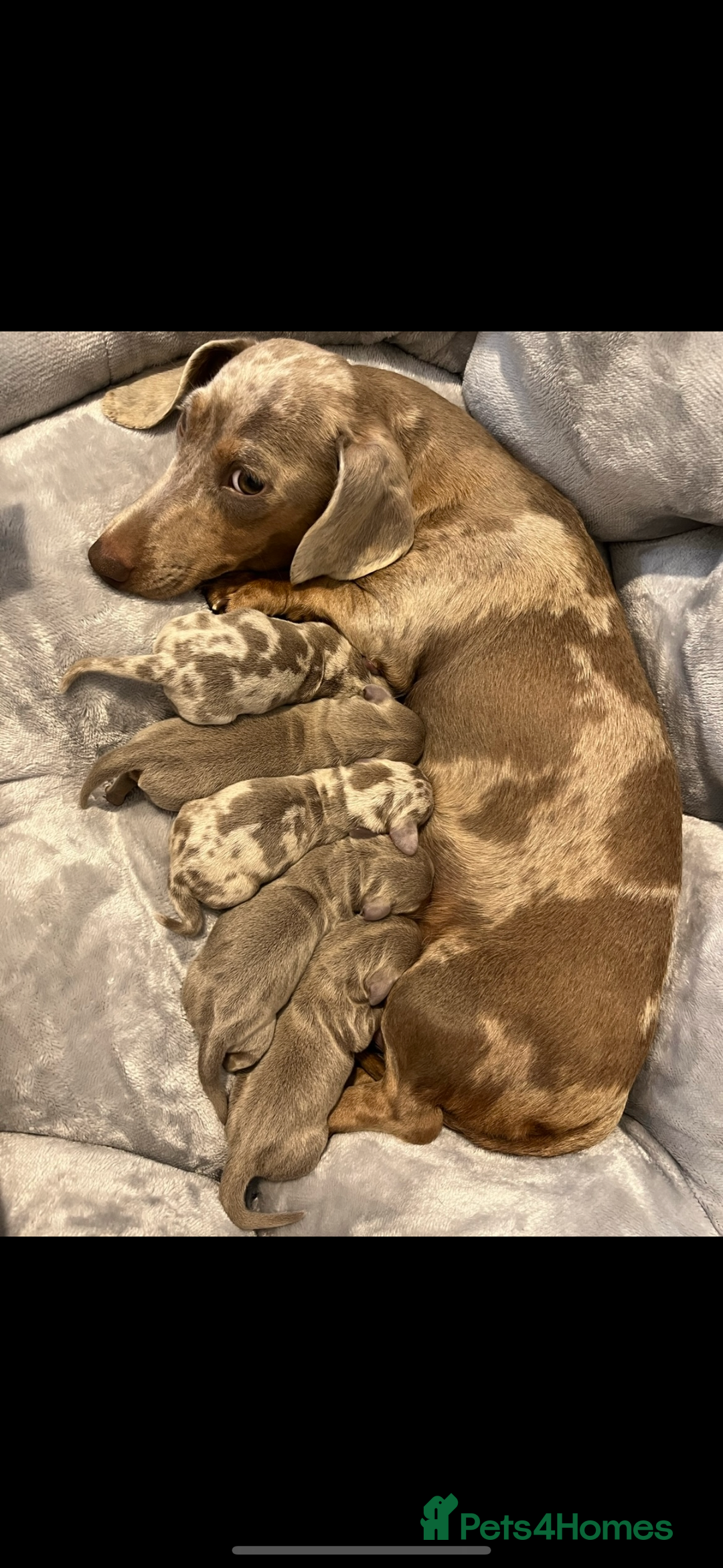 Miniature Dachshund dogs for sale: Miniature dachshunds for sale  - Image 9