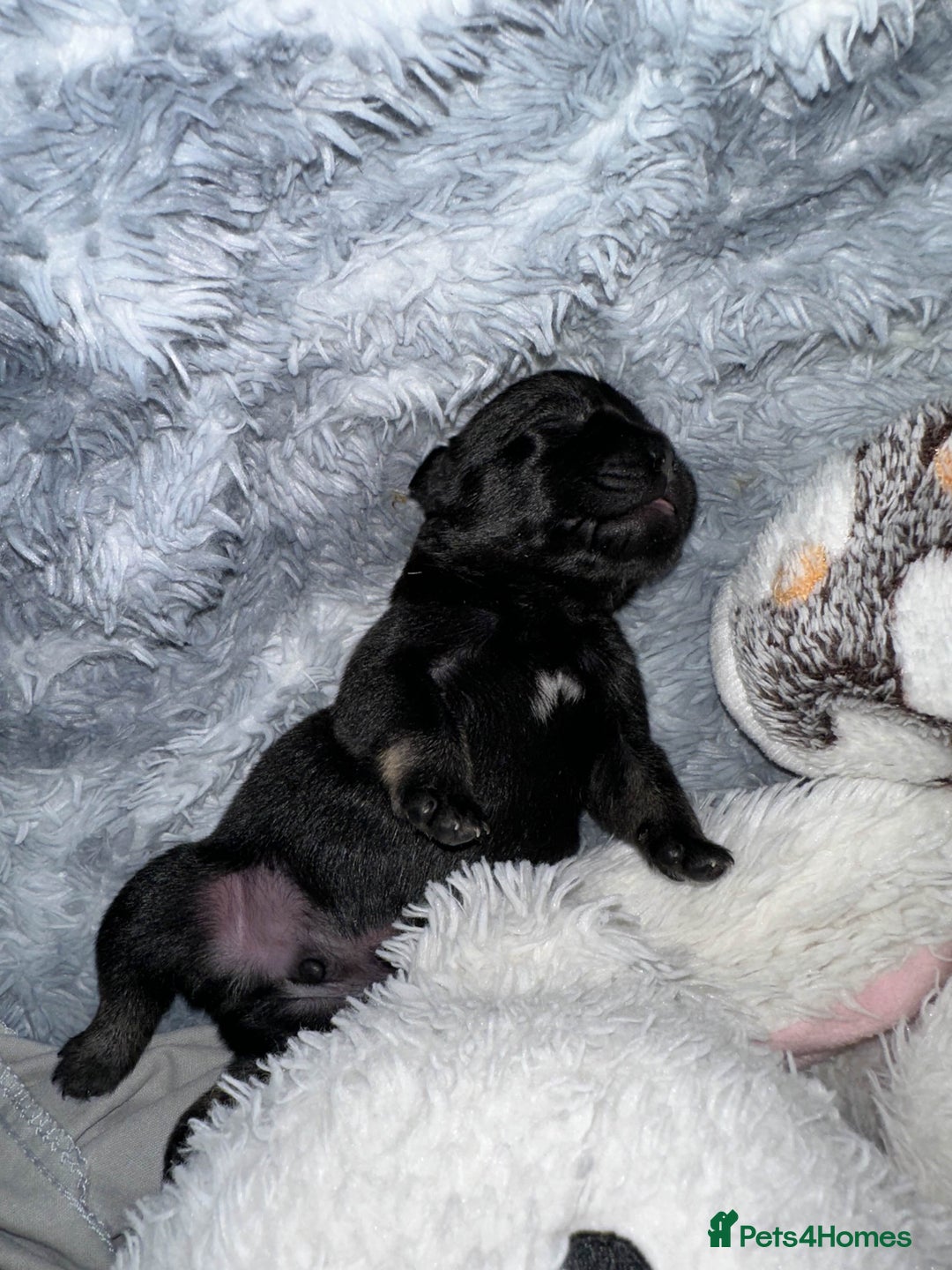 French Bulldog dogs for sale: french bulldog puppys (1 stunning boy left) - Advert 22