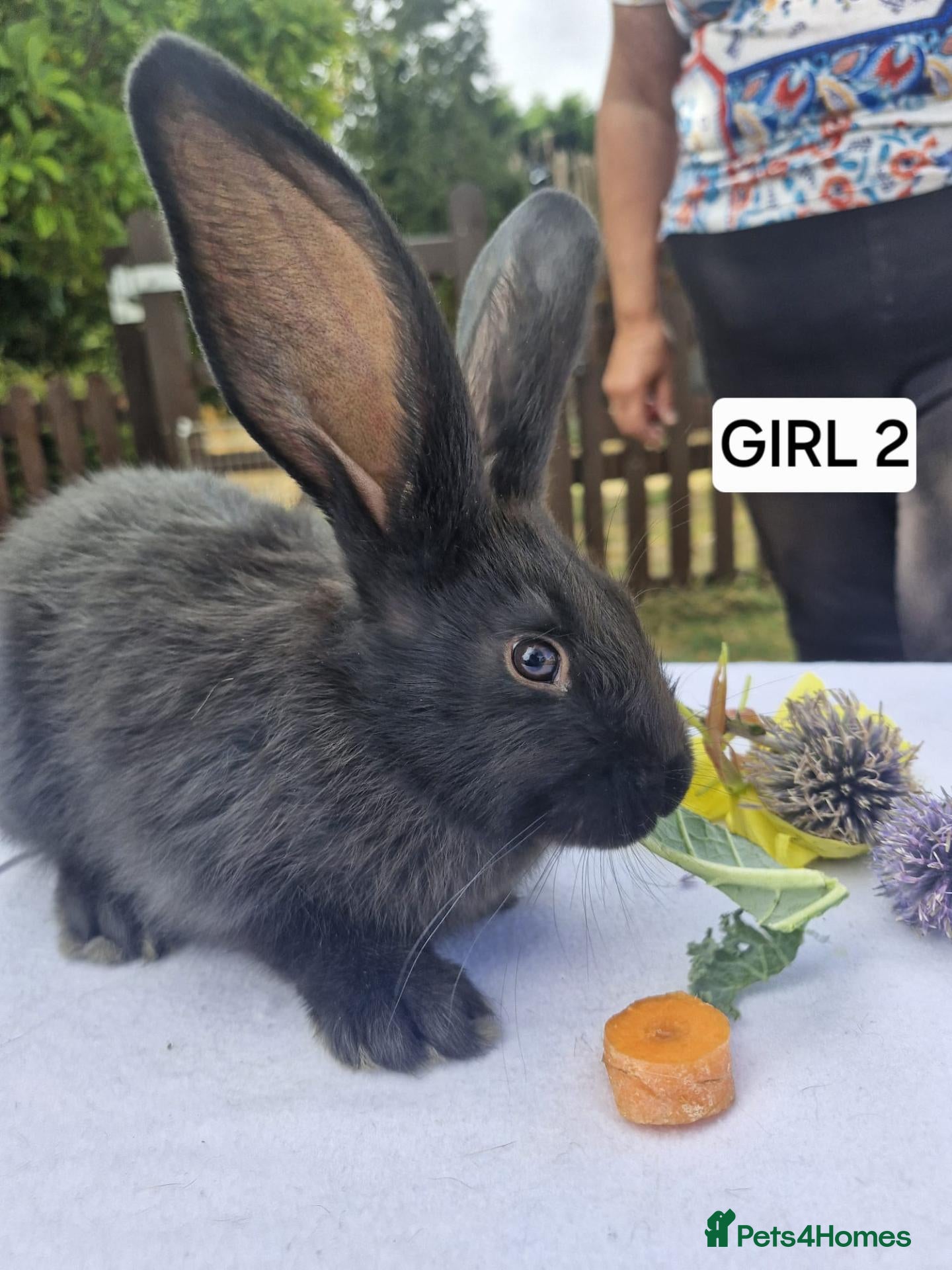 Continental Giant rabbits One female giant - Advert 4